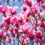 Саженец магнолии суланжа Galaxy в контейнере